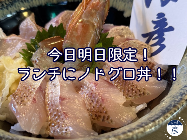 【10/9,10限定】立派なノドグロが入荷！ランチに「ノドグロ丼」が登場します♪