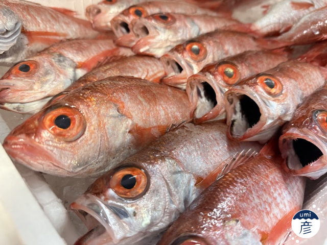 ノドグロはなぜ高級魚？値段が高い理由を漁師目線で解説！