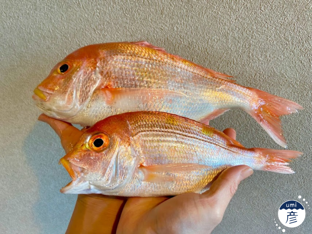春夏秋冬でこんなに違う!山陰の美しい風景と旬の魚たちを振り返る