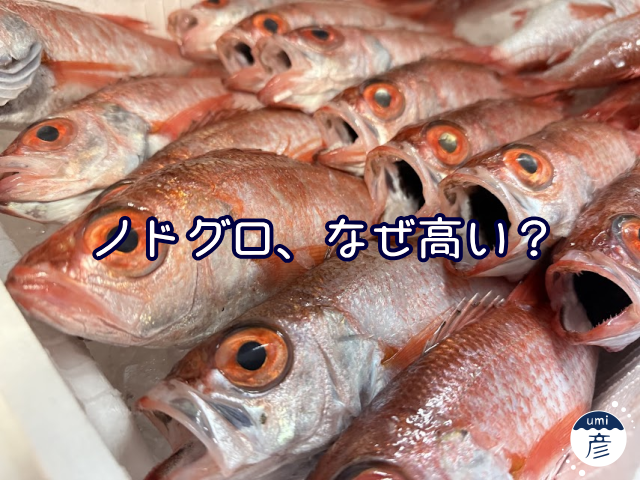ノドグロはなぜ高級魚？値段が高い理由を漁師目線で解説！
