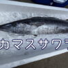 カマスサワラとは？カマス・サワラとの違いと、秋の島根で味わう炙り刺身
