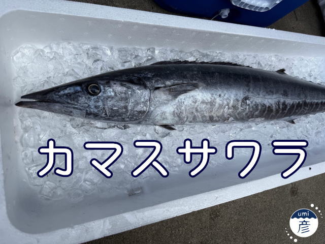 カマスサワラとは？カマス・サワラとの違いと、秋の島根で味わう炙り刺身