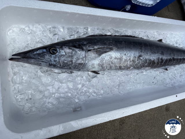 カマスサワラとは?カマス・サワラとの違いと、秋の島根で味わう炙り刺身