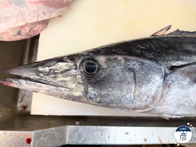 カマスサワラとは?カマス・サワラとの違いと、秋の島根で味わう炙り刺身