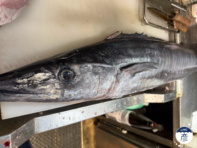 カマスサワラとは?カマス・サワラとの違いと、秋の島根で味わう炙り刺身