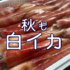 白イカの旬はいつまで？島根では秋も楽しめる｜松江・海彦の刺身と白イカ料理