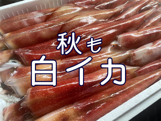 白イカの旬はいつまで？島根では秋も楽しめる｜松江・海彦の刺身と白イカ料理